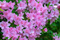 Azalea Flower Seeds for Planting ,Heirloom Seeds -100