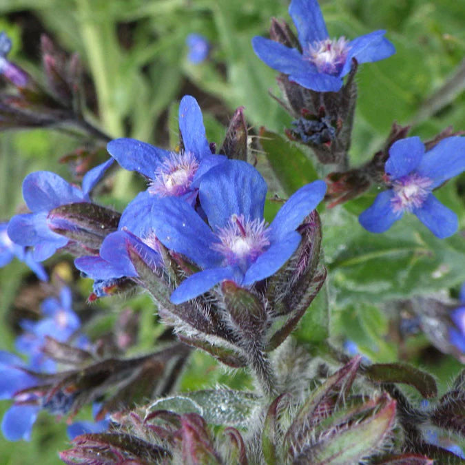 Anchusa Flower Seeds, Heirloom, Non-GMO Seeds for Planting - Flower for planting in home garden