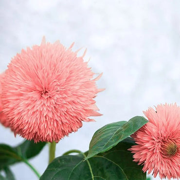 Pink Pooh Sunflower Seeds