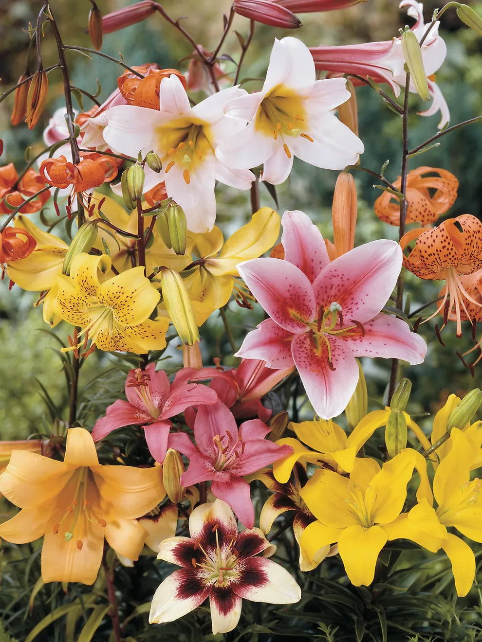 Fiery Temper Carpet Border Lily Mixture