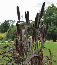 Purple Majesty – Ornamental Grass Seed