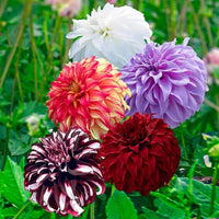Giant Ball Dahlia Mixture