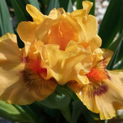 Pure Juice Dwarf Bearded Iris