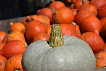 Shokichi Green – Kabocha Squash Seed