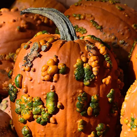 Scarface – Pumpkin Seed