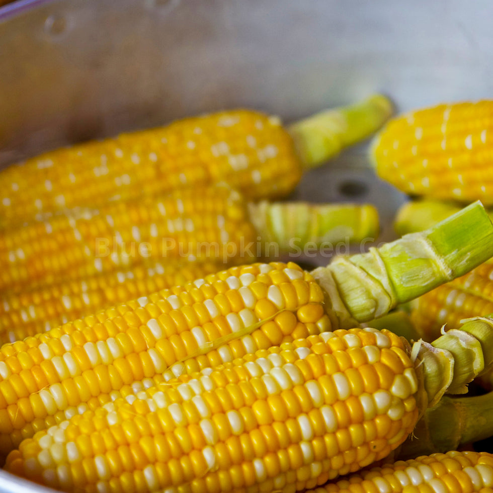 Nothstine Dent – Organic Corn Seed