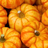 Spark – Pumpkin Seed