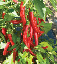 Red Flame – Organic Cayenne Pepper Seeds