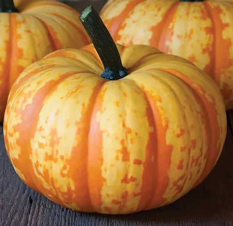 Blaze – Treated Pumpkin Seed