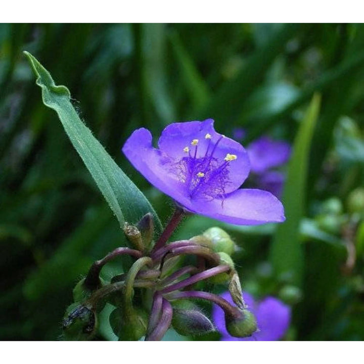 Organic Purple Spiderwort Flower Seeds for Planting – Heirloom, Non-GMO