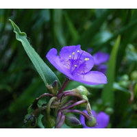 Organic Purple Spiderwort Flower Seeds for Planting – Heirloom, Non-GMO