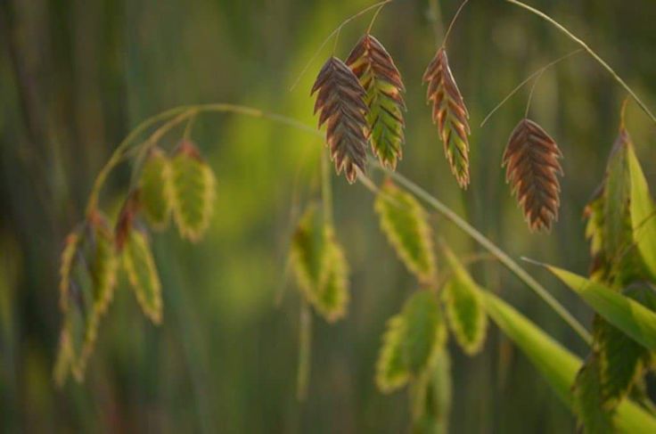 Northern Sea Oats – Organic Grass Seed