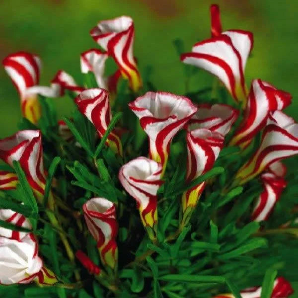 Candy Cane Sorrel Oxalis Versicolor Seeds