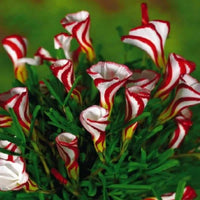 Candy Cane Sorrel Oxalis Versicolor Seeds