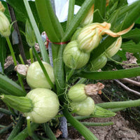 Cue Ball – Squash Seed