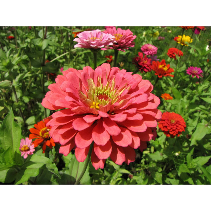 Zinnia Salmon Queen Flower Seeds for Planting – Bright Blooms, Non-GMO, Heirloom Seeds