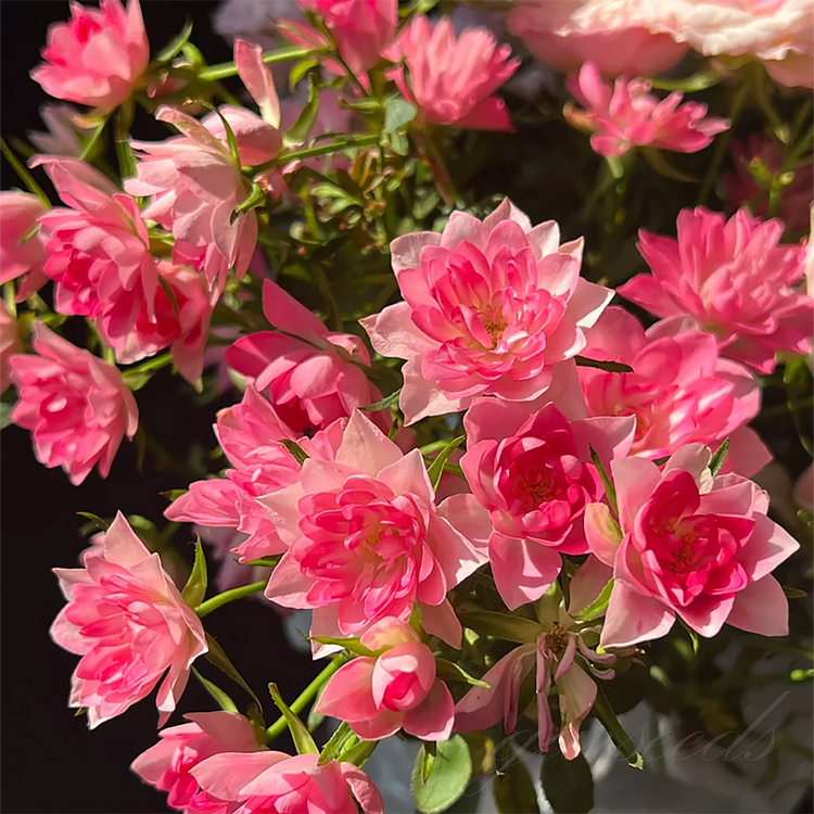 Lotus Star Rose Seeds