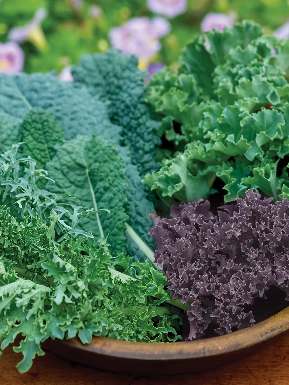Kalebration Kale Mix – Organic Vegetable Seed