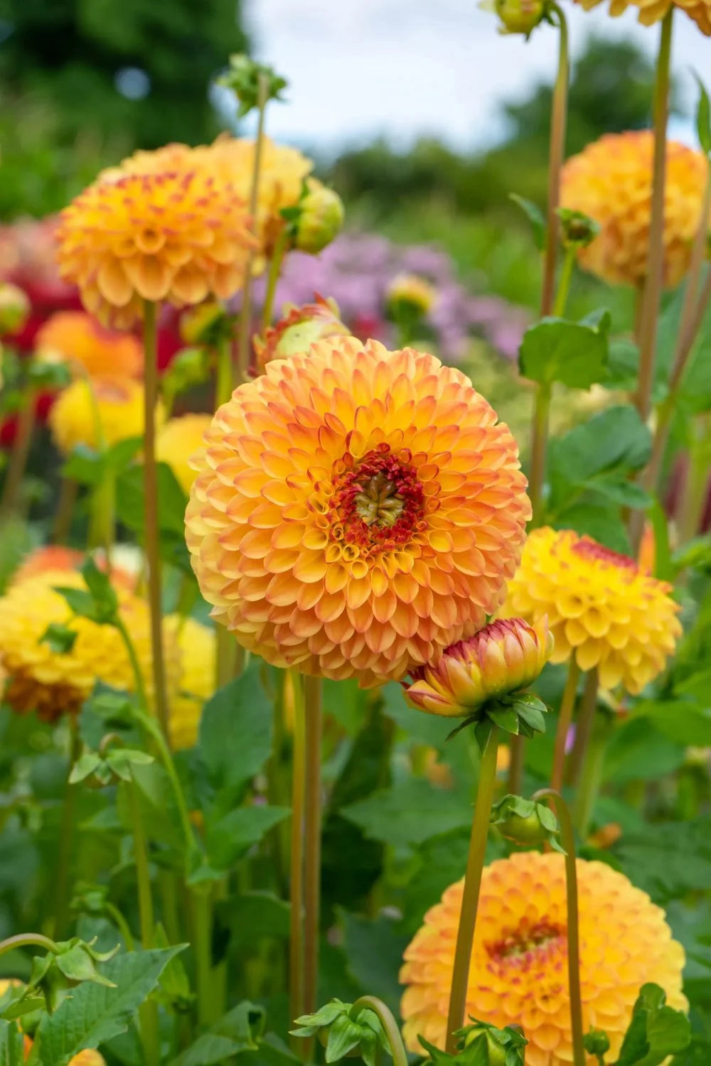 Sunny Boy Dahlia