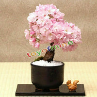 Cherry Tree Japanese New Blossoms Sakura Seeds