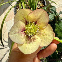 Helleborus Christmas Rose Flower Seeds