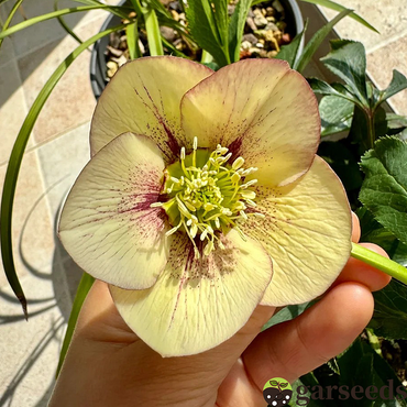 Helleborus Christmas Rose Flower Seeds