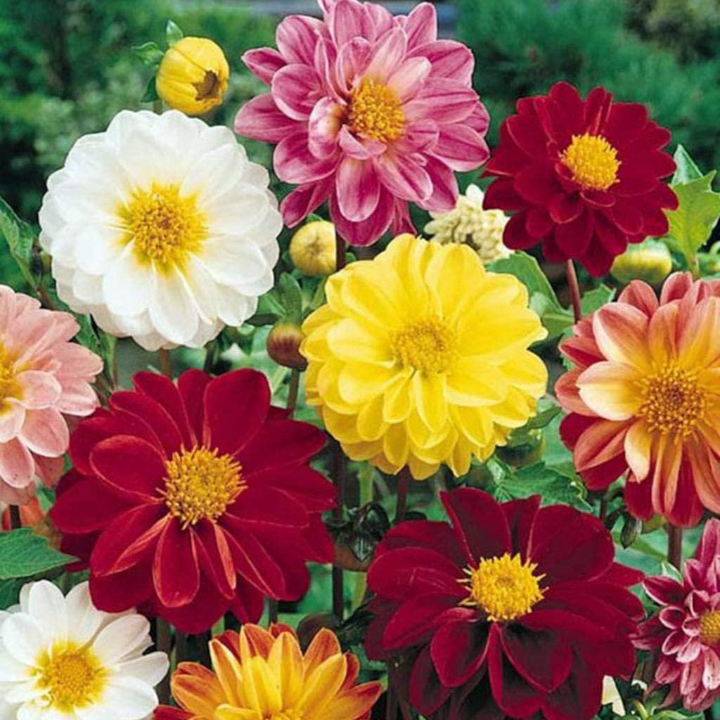 Deluxe Dahlia Mixture