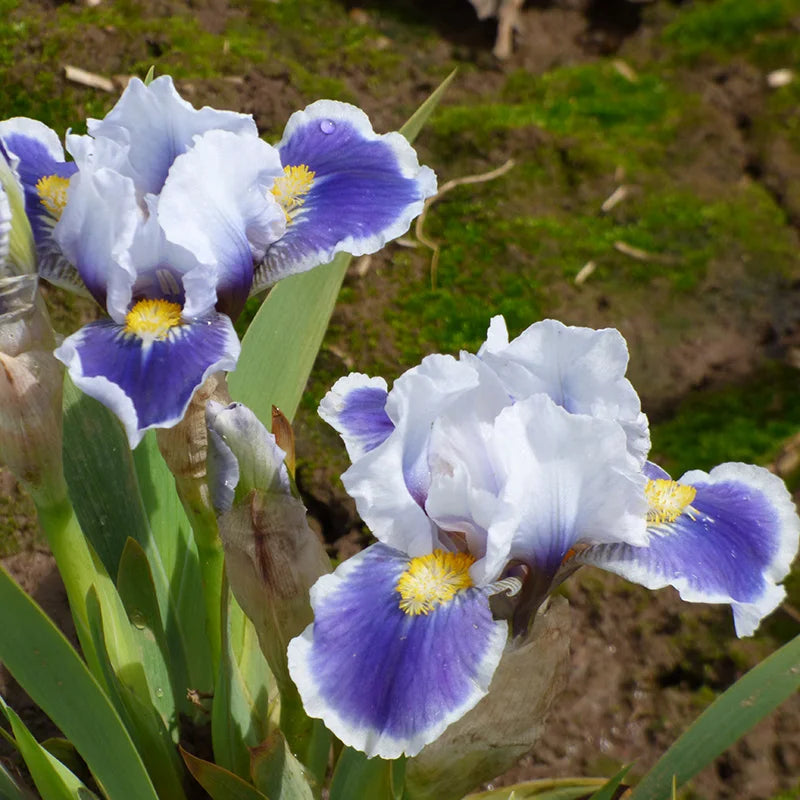 Open Your Eyes Dwarf Bearded Iris Seeds