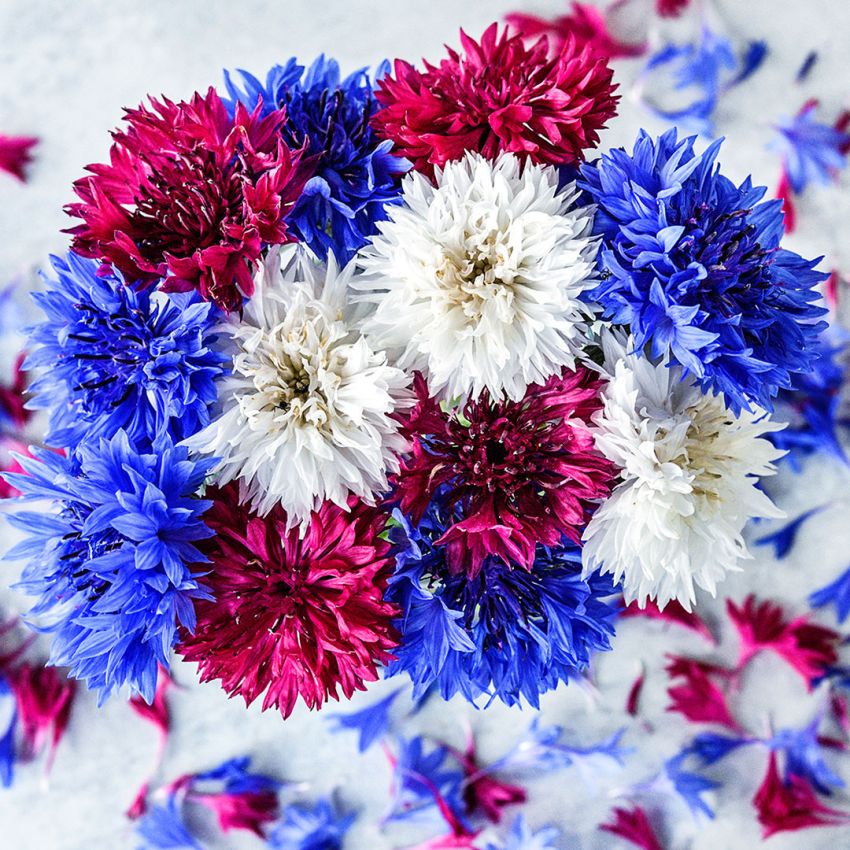 Cornflower- Fireworks Mix