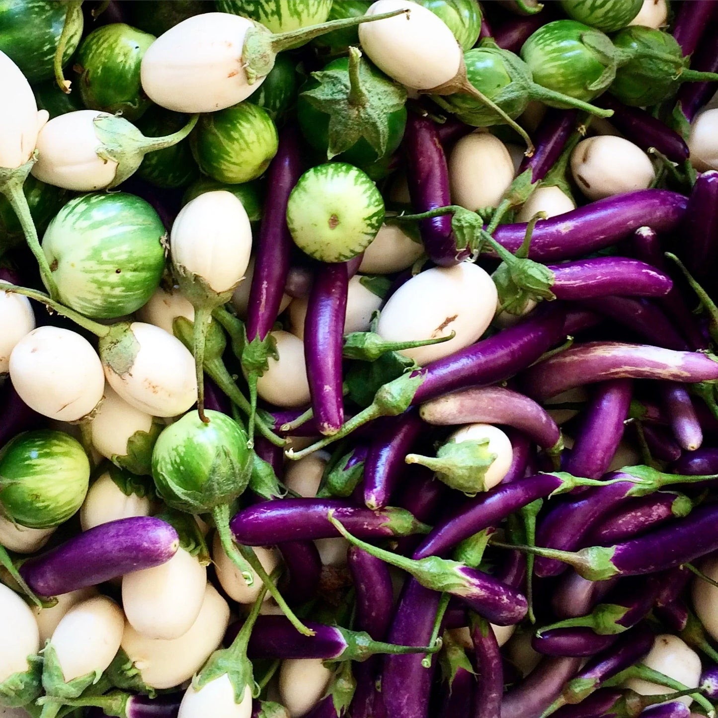 E-Tender – Water Eggplant Seeds