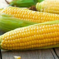 Corn, Sweet- Balinese