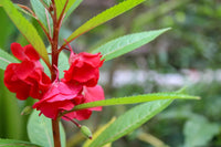 Heirloom Non-GMO Impatiens Carousel Flower Seeds for Planting – Colorful Shade-Loving Garden Blooms - Non-GMO for planting in home garden