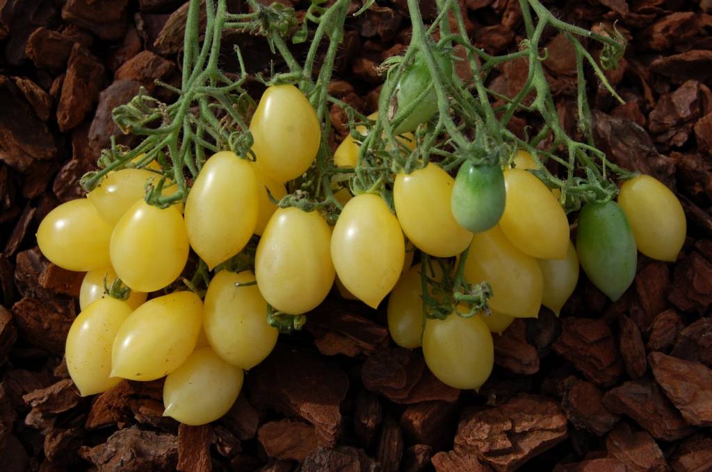 Tomato- Barry's Crazy Cherry