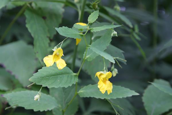 Jewelweed Native Flower Seeds – Heirloom, Non-GMO Seeds for Planting Wild Pollinator Gardens