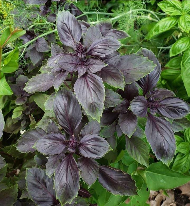 Dark Opal – Basil Seed