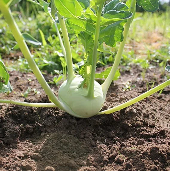 Kohlrabi Seeds