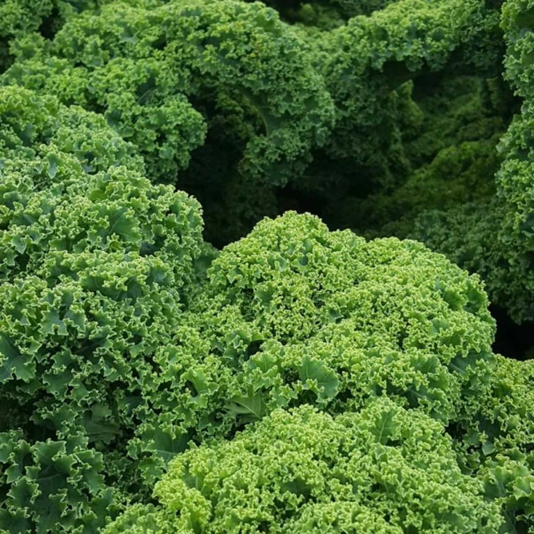 Darkibor – Organic Kale Seed