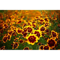 Heirloom Non-GMO Sanvitalia Procumbens Flower Seeds for Planting – Ground Cover with Bright Yellow Blooms - Non-GMO for planting in home garden