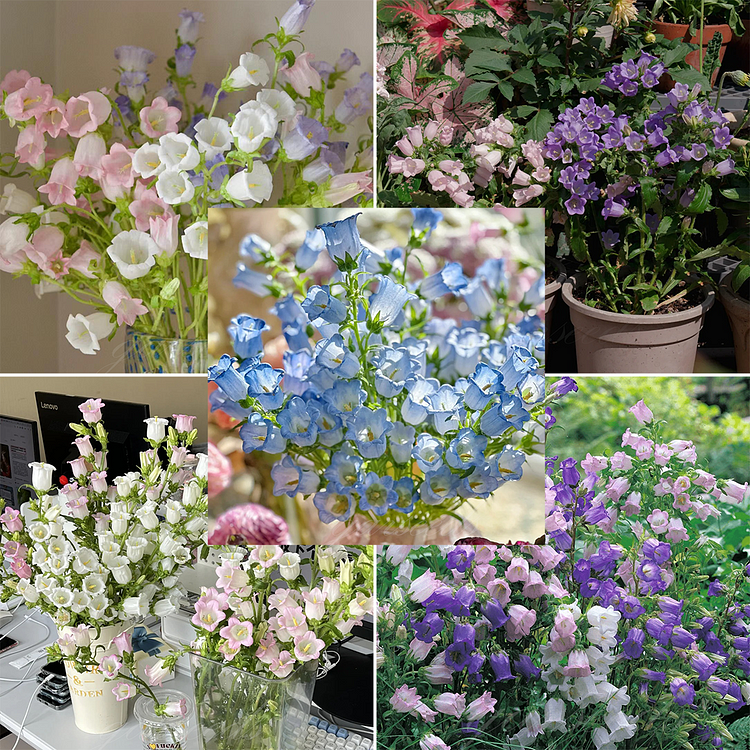 Campanula - Bellflower Seeds