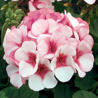 Geranium Maverick Mix Seeds
