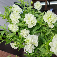 Crinkle Edge Petunia Flower Seeds
