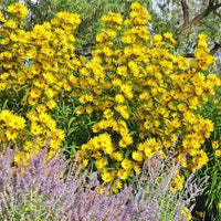 Sunflower Seeds - Maximilian