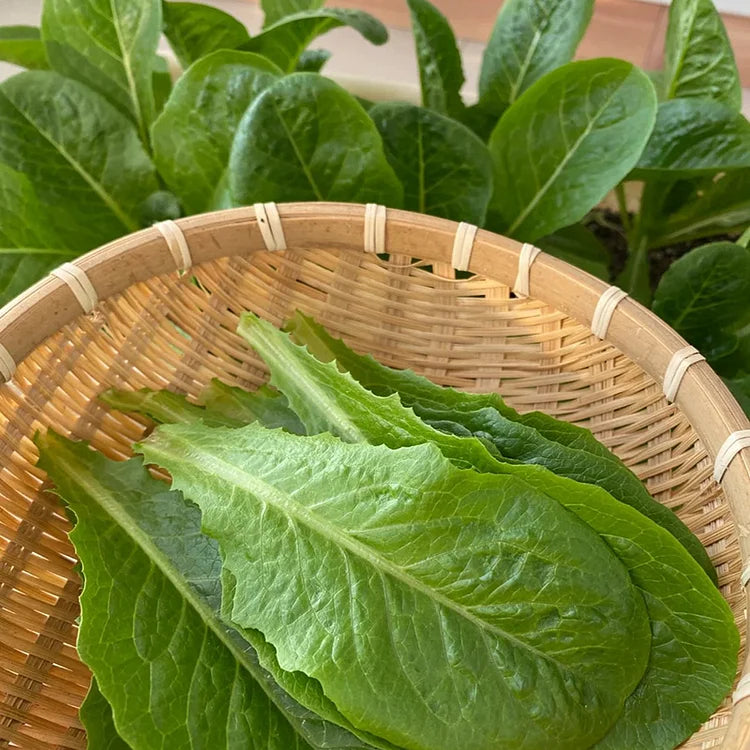 Lettuce Seeds