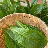 Lettuce Seeds