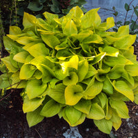 Glad Tidings Hosta