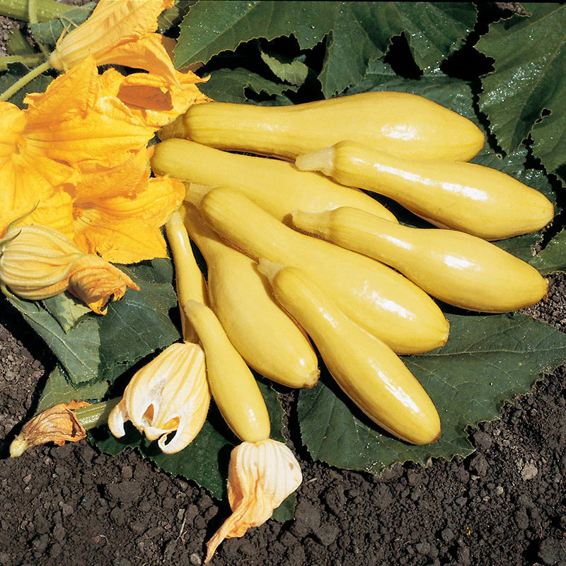 Multipik – Yellow Summer Squash Seed