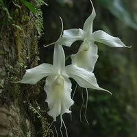 Ghost Orchid Seeds
