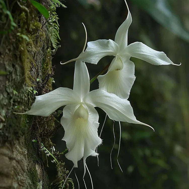 Ghost Orchid Seeds