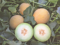 San Juan – Melon Seed