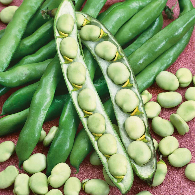 Broad Bean- Tripoli 10 seeds